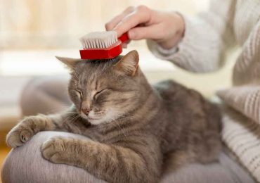 ¿Cómo cuidar a un gato y asearlo?