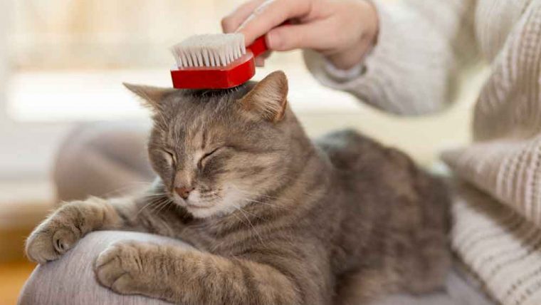 ¿Cómo cuidar a un gato y asearlo?