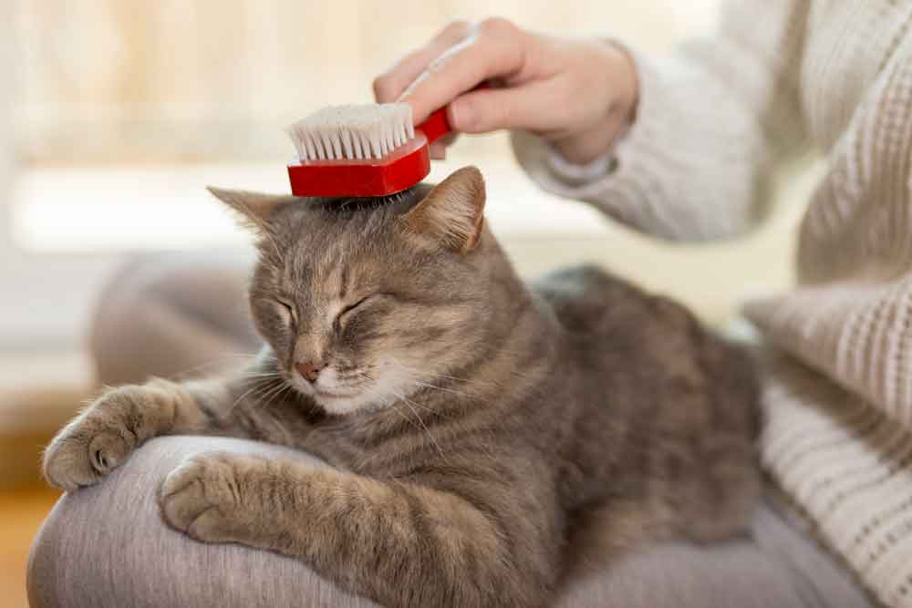 ¿Cómo cuidar a un gato y asearlo?
