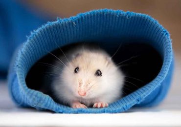 ¿Vivís en departamento? Elegí la mejor opción de mascota para vos
