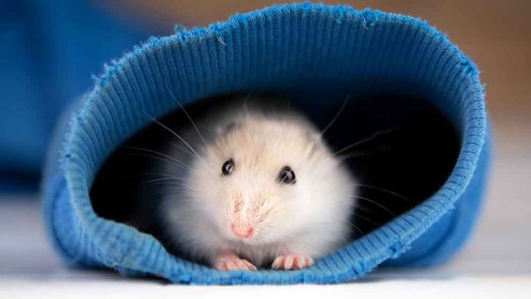 ¿Vivís en departamento? Elegí la mejor opción de mascota para vos