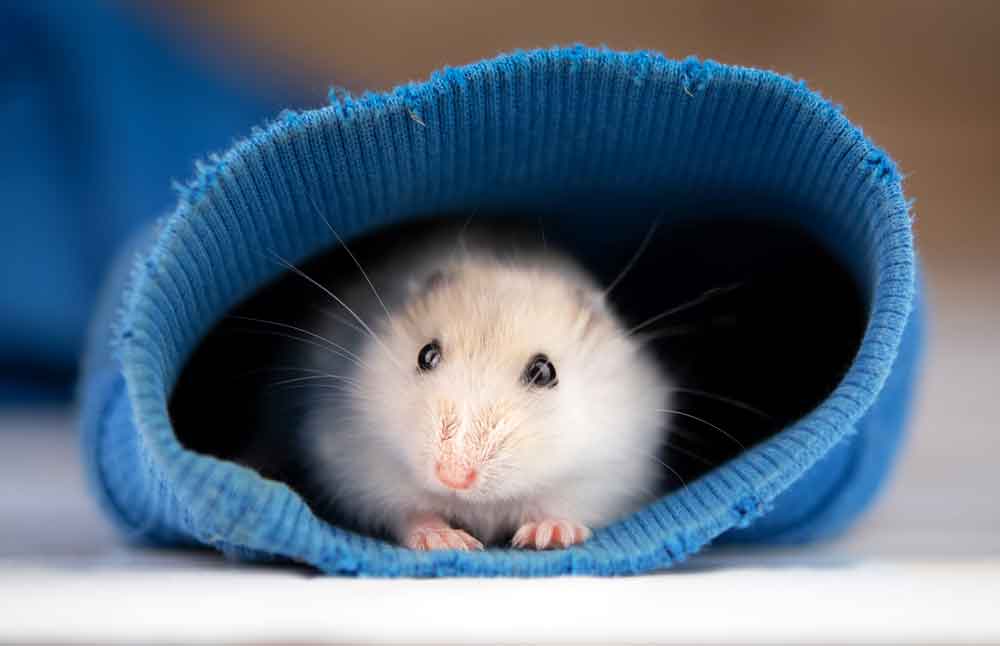 ¿Vivís en departamento? Elegí la mejor opción de mascota para vos
