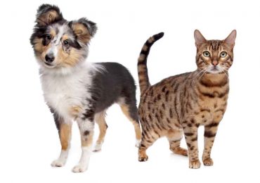 Cuidados básicos para los animales de compañía (perros y gatos)