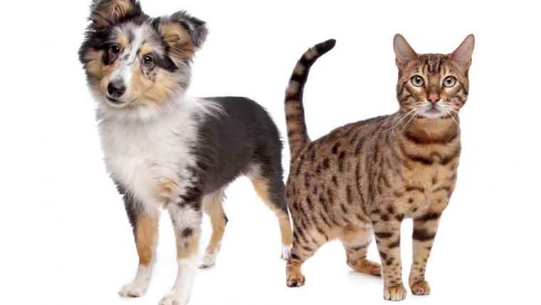 Cuidados básicos para los animales de compañía (perros y gatos)