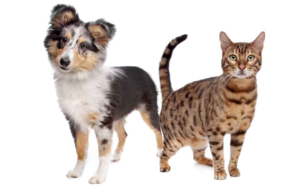 Cuidados básicos para los animales de compañía (perros y gatos)